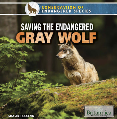 Saving the Endangered Gray Wolf