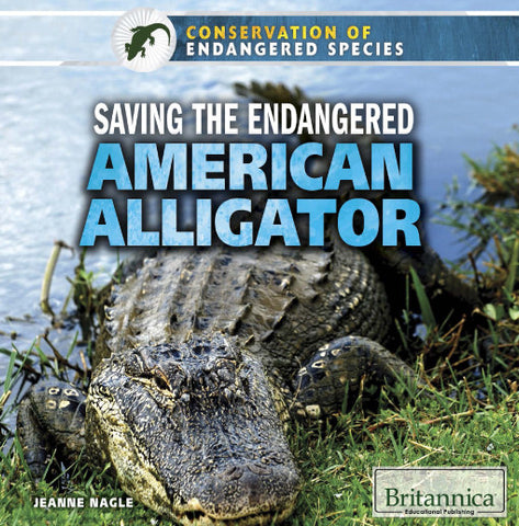 Saving the Endangered American Alligator