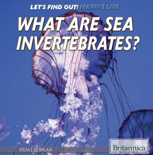 What Are Sea Invertebrates?