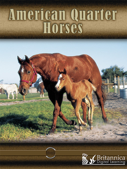 American Quarter Horses