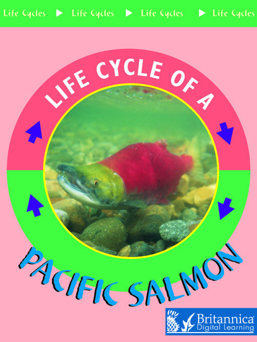 Life Cycle of a Pacific Salmon