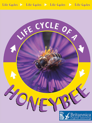 Life Cycle of a Honeybee