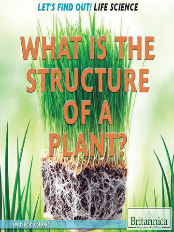 What Is the Structure of a Plant?
