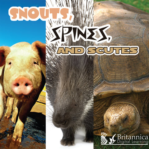 Snouts, Spines, and Scutes