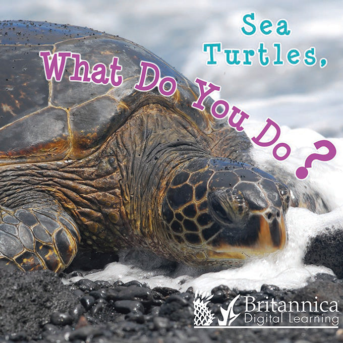 Sea Turtles, What Do You Do?
